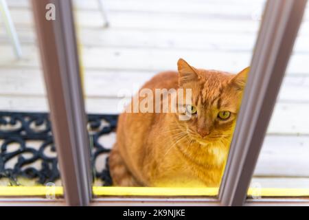 One fat obese overweight stray abandoned ginger tabby cat looking through glass window door, waiting sitting by house home porch entrance Stock Photo
