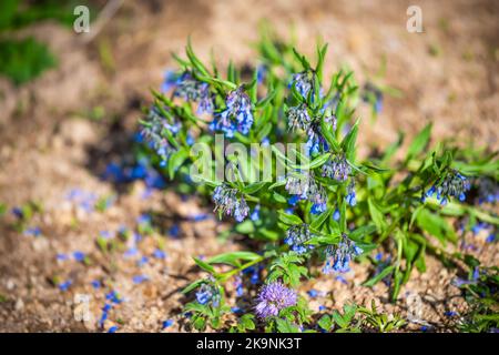 Wild bluebells wildflowers flowers on Snodgrass hiking trail at mount Crested Butte mountain town village, Colorado in spring or summer Stock Photo