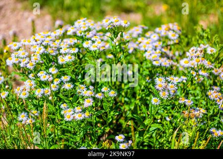 Macro closeup of alpine wild daisy flowers wildflowers on rocky soil ground in Utah hiking trail in mountains Stock Photo
