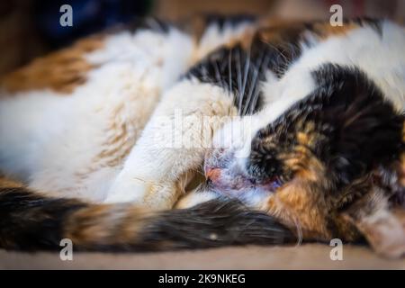 Closeup ground level view portrait of one sleepy sleeping calico cat on side lying down on carpet floor in house home room Stock Photo