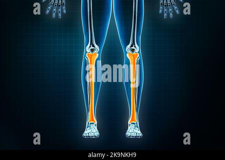 Tibia or shinbone x-ray front or anterior view. Osteology of the human skeleton, leg or lower limb bones 3D rendering illustration. Anatomy, medical, Stock Photo