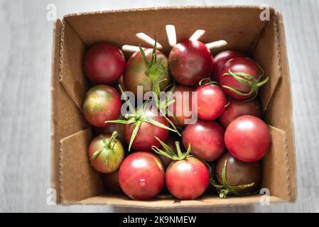 Cherry tomato variety of heirloom purple red green tomatoes group macro closeup of garden harvest ripe vegetables in paper cardboard box container Stock Photo