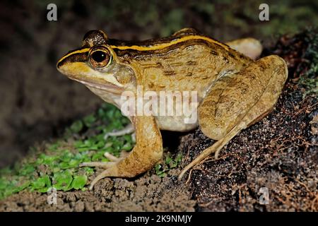 A Cape river frog (Amietia fuscigula) in natural habitat, South Africa Stock Photo