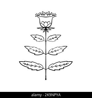 Flower. Vector contour outline illustration. Design element for cards, scrapbbok, web. Coloring book page Stock Vector