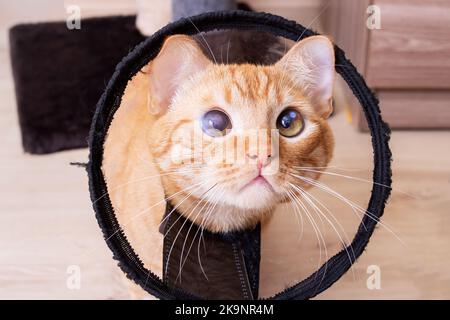 Sad cat in a veterinary collar, close up portrait Stock Photo