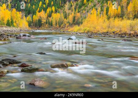 fall colors along the middle fork flathead river near essex, montana Stock Photo