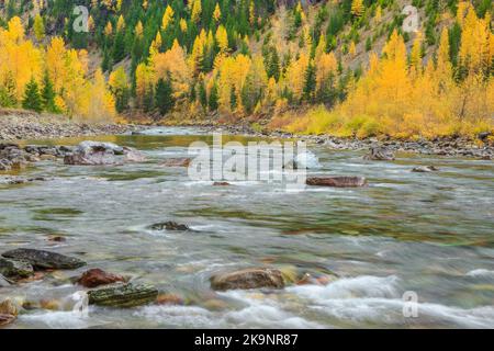 fall colors along the middle fork flathead river near essex, montana Stock Photo