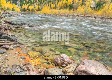 fall colors along the middle fork flathead river near essex, montana Stock Photo