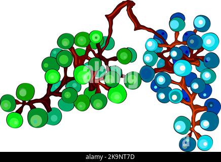 Decorative design element. Grape vine on white background. Stock Vector