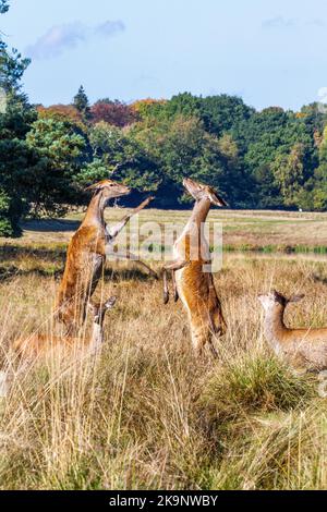 Red deer  Cervus elaphus during rutting season  in the national trusts  Tatton Hall parkland at Tatton Park Knutsford Cheshire England Stock Photo