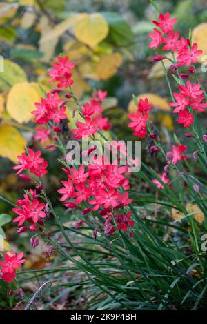 Stunning, pink, star shaped, perennial Hesperantha flowers, photographed in autumn at Wisley, Surrey UK. Stock Photo