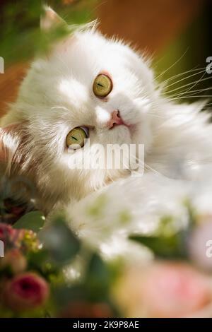Persian cat lying between summer flowers Stock Photo