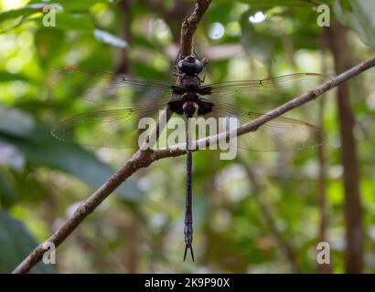 A giant dragonfly (??) perched on a branch in tropical forest of Amazon. Manaus, Amazonas, Brazil Stock Photo