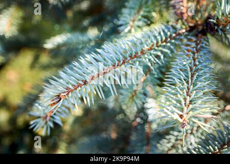 Blue spruce background Selective focus. Coniferous tree. Nature, Christmas, New Year, seasonal concept. Picea pungens, Colorado Blue Spruce, Picea Stock Photo