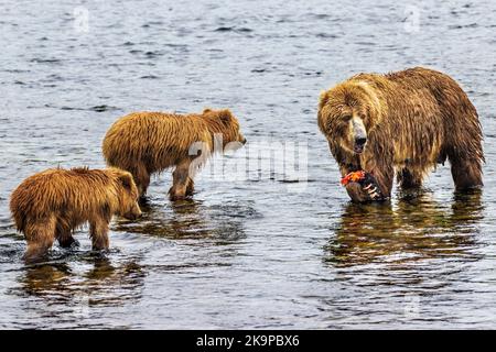 Female (Sow) Brown Bear (Ursus arctos middendorffi), with cubs; fishing for spawning sockeye salmon; Frazer Lake; Kodiak Island Nat'l Wildlife Refuge