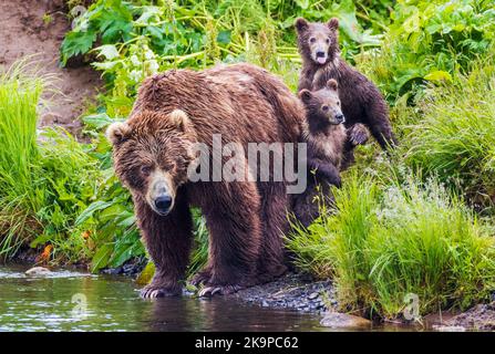 Female (Sow) Brown Bear (Ursus arctos middendorffi), with cubs; Frazer Lake; Kodiak Island National Wildlife Refuge; Kodiak Island; Alaska Stock Photo