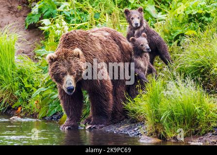 Female (Sow) Brown Bear (Ursus arctos middendorffi), with cubs; Frazer Lake; Kodiak Island National Wildlife Refuge; Kodiak Island; Alaska Stock Photo