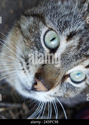 Close-up cat looks attentively to the side. High quality photo Stock Photo