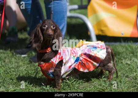 Dachshund dog in a costume during the Dachshund festival in St. Petersburg, Russia Stock Photo