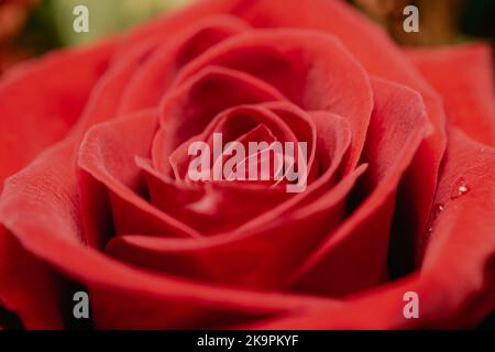 Abstract macro texture view of single red rose (rosa) in an indoor floral bouquet arrangement Stock Photo