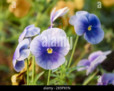 Blooming Viola tricolor, also known as wild pansy, Johnny Jump up, heartsease, heart's delight, tickle-my-fancy, Jack-jump-up-and-kiss-me.