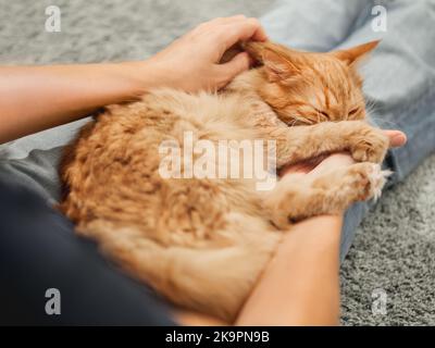 Cute ginger cat is sleeping on woman's knees. Fluffy pet comfortably settled on pet owner's legs. Stock Photo