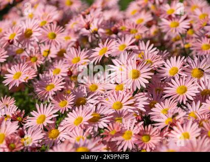 Stunning salmon pink late flowering chrysanthemums. Photographed at Wisley, Surrey UK. Stock Photo