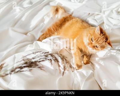 Cute ginger cat plays with dried grass on crumpled bed. Morning bedtime with playful pet. Fluffy domestic animal on white bed sheet. Cozy home. Stock Photo