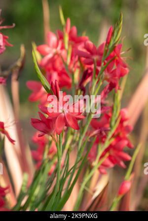 Stunning, pink, star shaped, perennial Hesperantha flowers, photographed in autumn at Wisley, Surrey UK. Stock Photo