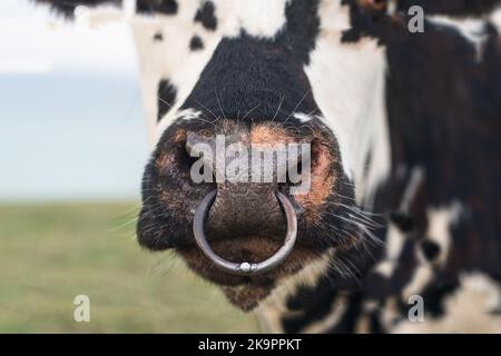 Spotted cow with a pierced nose in Normandy, France Stock Photo