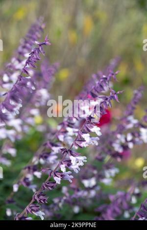 Colourful purple and white long stemmed Phyllis Fancy salvia flowers, photographed in autumn at Wisley, Surrey UK. Stock Photo