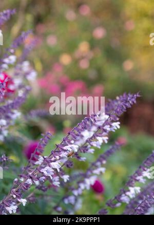 Colourful purple and white long stemmed Phyllis Fancy salvia flowers, photographed in autumn at Wisley, Surrey UK. Stock Photo