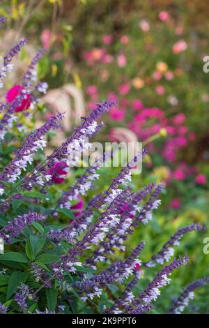 Colourful purple and white long stemmed Phyllis Fancy salvia flowers, photographed in autumn at Wisley, Surrey UK. Stock Photo