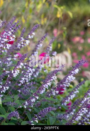 Colourful purple and white long stemmed Phyllis Fancy salvia flowers, photographed in autumn at Wisley, Surrey UK. Stock Photo