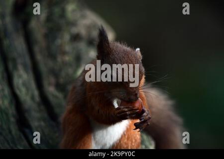 Scottish red squirrel (Sciurus vulgaris) Stock Photo