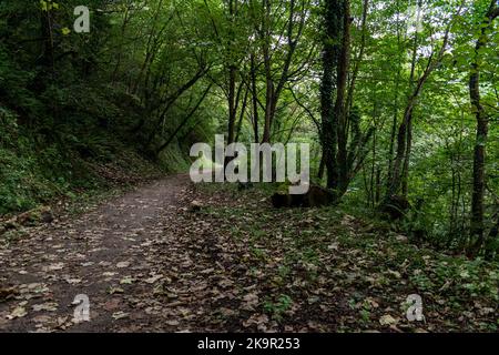 A path in Asturias with trees and ferns all over the place Stock Photo