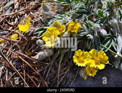 Wooley Cinquefoil in the warm afternoon sunshine on Sandia Crest Stock Photo