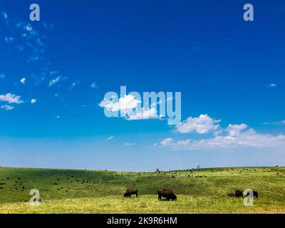 Bison in Summer, Custer State Park, South Dakota Stock Photo