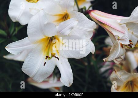 Beautiful floral background. Close-up of white royal lily (lilium regale) and green leaves in the garden in summer. Lilium longiflorum, an Easter lily Stock Photo