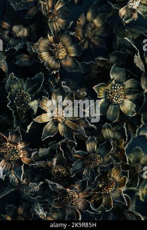 Beautiful black and brown color dry flowers seamless abstract pattern texture design natural background top view. Retro style still life photography. Stock Photo