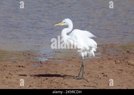 Great Egret, Ardea alba, fluffing feathers Stock Photo
