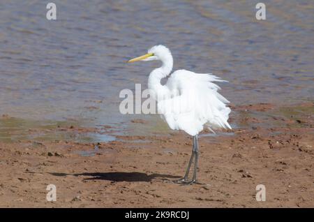 Great Egret, Ardea alba, fluffing feathers Stock Photo