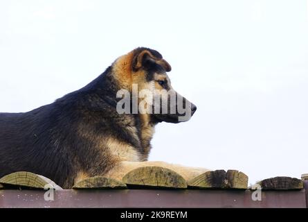 German Shepherd sitting on a wooden floor in white sky background Stock Photo