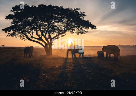 Young man riding on the back of an elephant at beautiful sunrise in the morning for working. Stock Photo