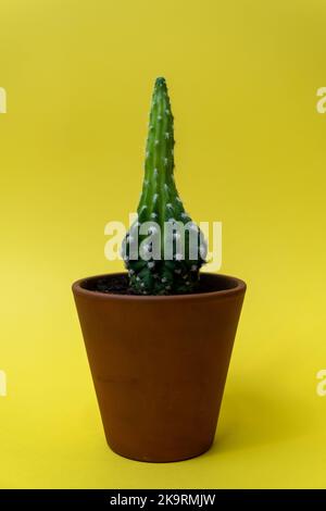 Cactus isolated over yellow background. Succulents and cactus in ceramic pot. Stock Photo