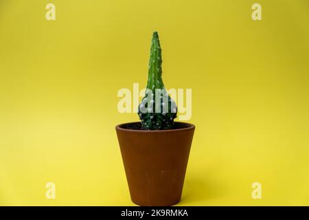 Cactus isolated over yellow background. Succulents and cactus in ceramic pot. Stock Photo