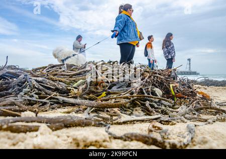 Low angle shot, looking across seaweed washed up onto Bournemouth beach, at a small white cavapoo dog and people on the beach. Stock Photo