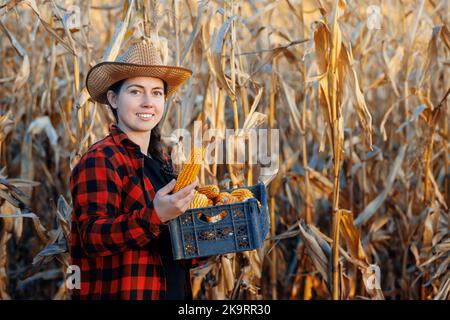 woman gardener with box holding dry corn cobs on plantation Stock Photo