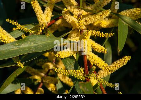 Sydney Australia, yellow flowers of an Acacia longifolia or Sydney Golden Wattle  tree Stock Photo