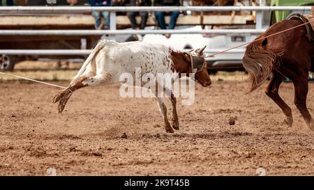 Cowboys on horseback rope a calf around head and ankles in a calf roping event at an Australian country rodeo. Stock Photo